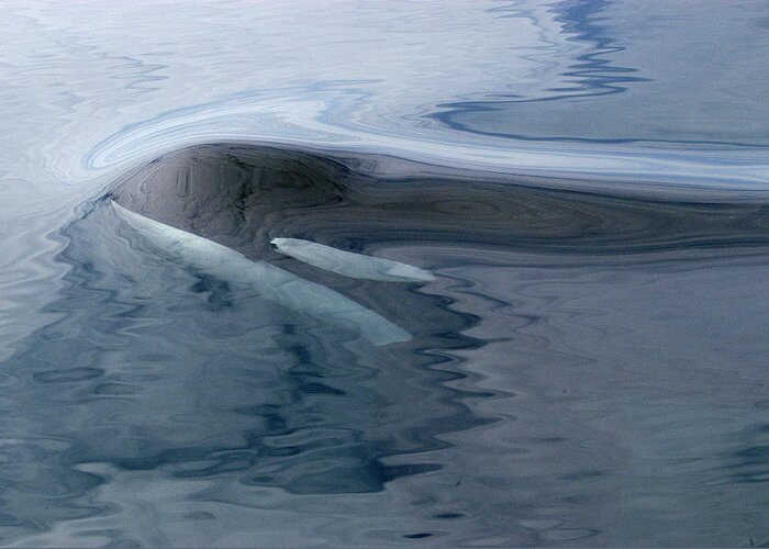 00999074 Greeting Card featuring the photograph Orca Surfacing Southeast Alaska by Flip Nicklin