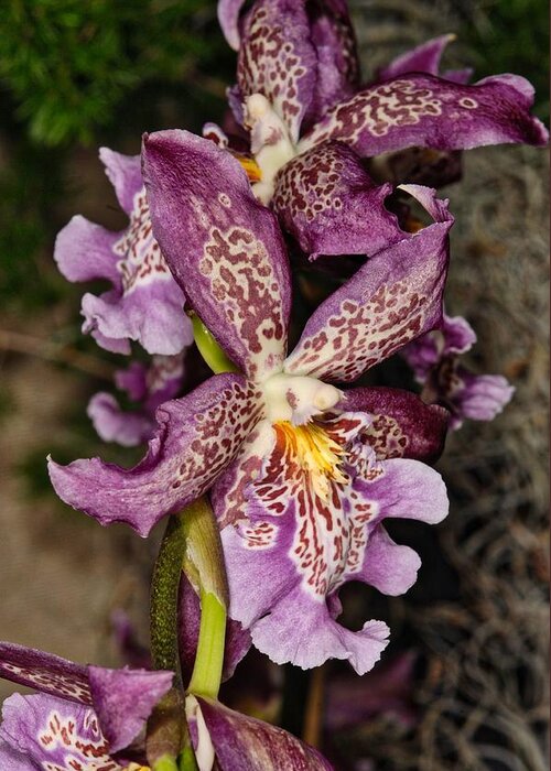 Orchid Greeting Card featuring the photograph Orchid 347 by Wesley Elsberry