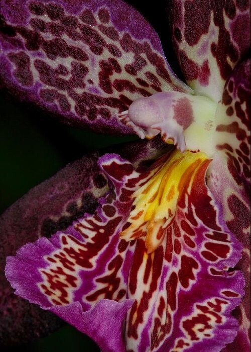 Orchid Greeting Card featuring the photograph Orchid 459 by Wesley Elsberry