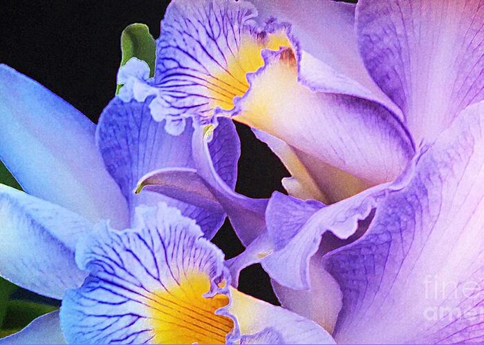 Flowers Greeting Card featuring the photograph Orchid Bouquet by Cindy Manero
