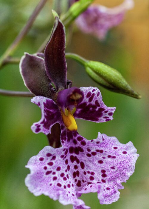 Orchid Greeting Card featuring the photograph Orchid - Caucaea rhodosticta by Heiko Koehrer-Wagner