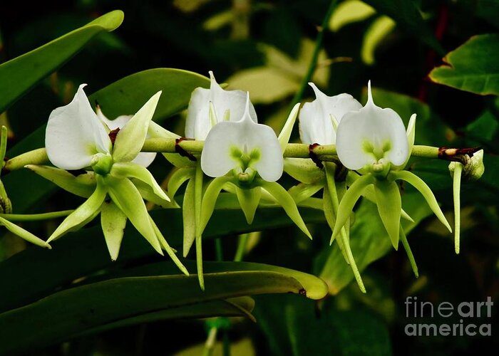 Orchids Greeting Card featuring the photograph Orchid Choir by Craig Wood