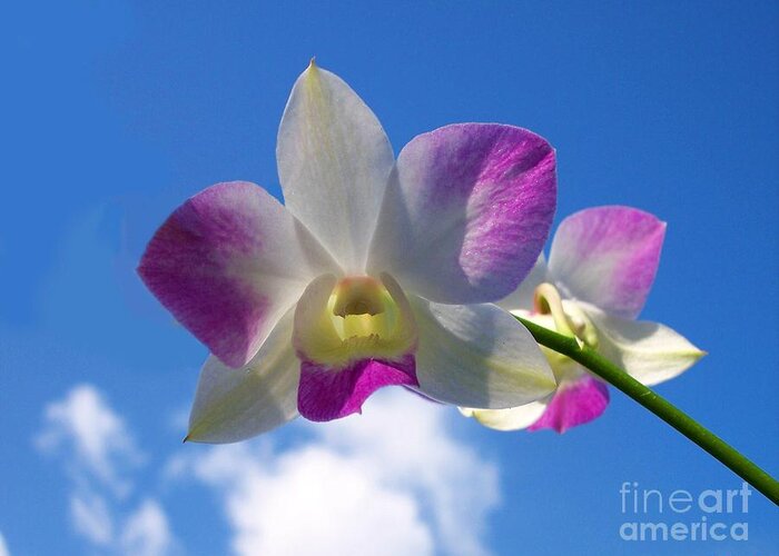 Orchid Greeting Card featuring the photograph Orchid Flower Sky Blue / Purple by Carl Gouveia