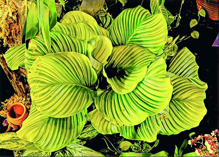 #flowersofaloha #flowers # Flowerpower #aloha #hawaii #aloha #puna #pahoa #thebigisland #orchidgreenfadealoha #greenfade #orchid Greeting Card featuring the photograph Orchid Green Fade Aloha by Joalene Young