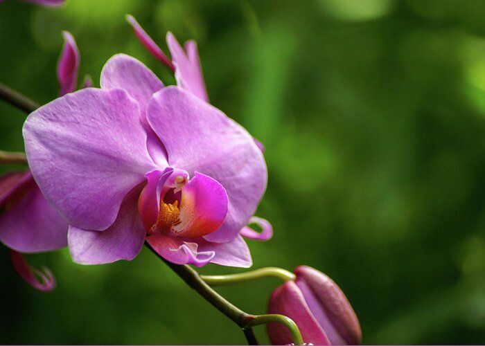 Orchid Greeting Card featuring the photograph Orchid by Holly Ross