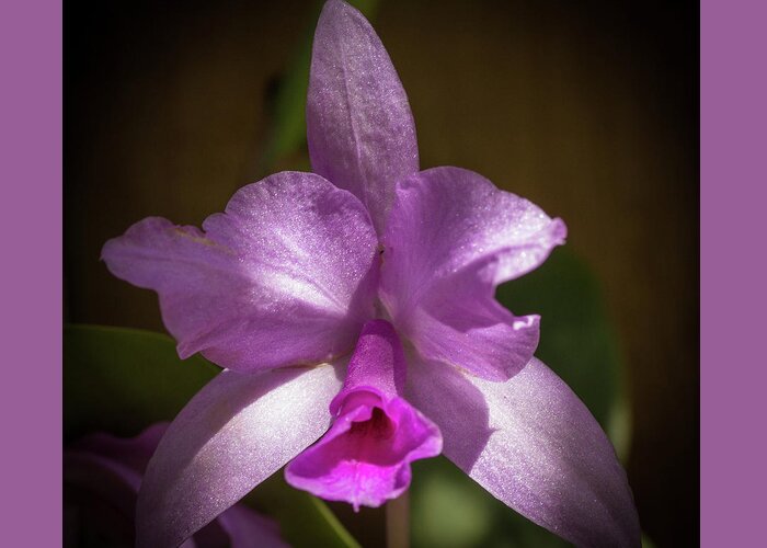 Selby Macro Greeting Card featuring the photograph Orchid in the Shadows by Richard Goldman