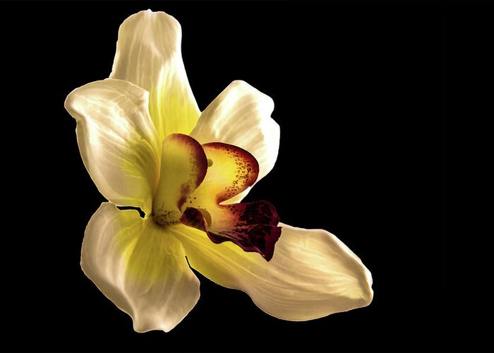 Orchid Greeting Card featuring the photograph Orchid by Mike Stephens