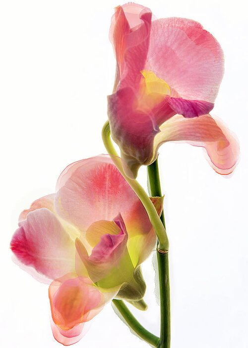 Orchids Greeting Card featuring the photograph Orchid Morphing II by Leda Robertson