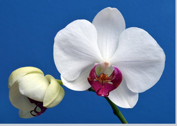 Orchid Greeting Card featuring the photograph Orchid Out Of The Blue. by Terence Davis