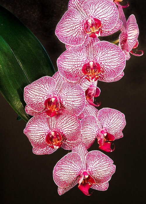 Phalaenopsis Greeting Card featuring the photograph Orchid by Paula Ponath
