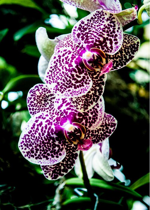Orchid Greeting Card featuring the photograph Orchid - PLA236 by Gordon Sarti