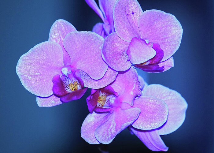 Orchid Greeting Card featuring the photograph Orchid by Terri Mills
