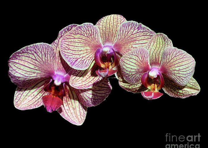 Orchid Greeting Card featuring the photograph Orchid Trio On Black by Smilin Eyes Treasures