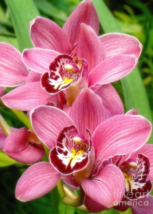 Orchids Greeting Card featuring the photograph Orchid Twins Up Close by Sue Melvin