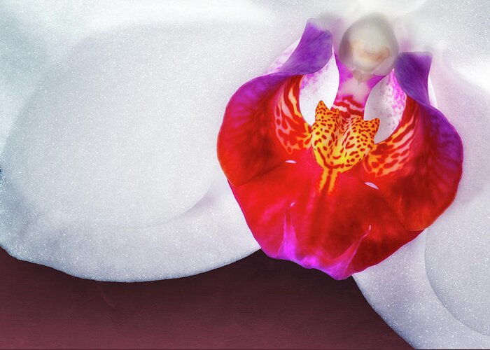 Flower Greeting Card featuring the photograph Orchid Up Close by Tom Mc Nemar