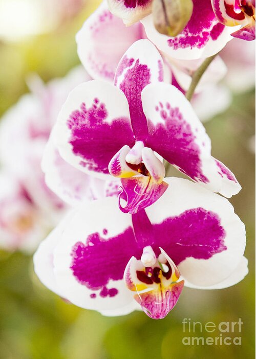 Orchid Greeting Card featuring the photograph Orchid Wings by A New Focus Photography