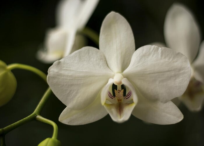 Orchid Greeting Card featuring the photograph Orchids by Holly Ross