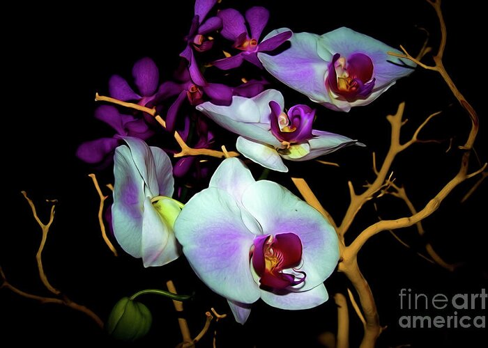 Floral Photography Greeting Card featuring the photograph Orchids in Water Color by Diana Mary Sharpton