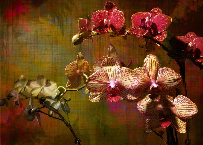Orchids Greeting Card featuring the photograph Orchids on Silk by John Rivera