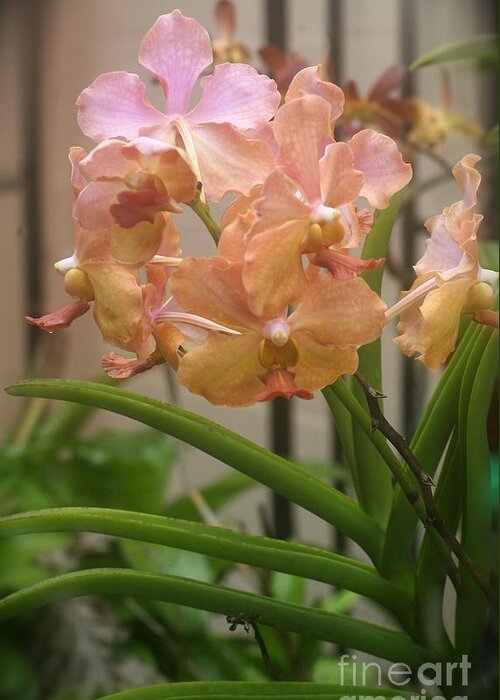 Orchid Greeting Card featuring the photograph Orchids Peach by Alice Terrill