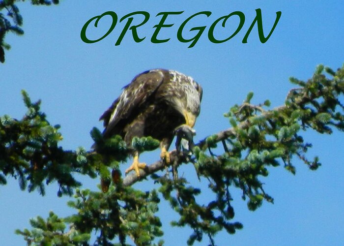 Eagles Greeting Card featuring the photograph Oregon Eagle with Bird by Gallery Of Hope 