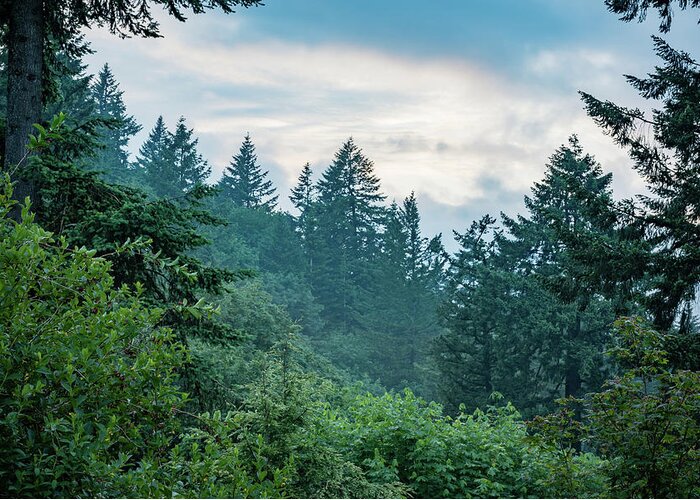 Cloudy Greeting Card featuring the photograph Oregon Evergreens at Dusk by Anthony Doudt