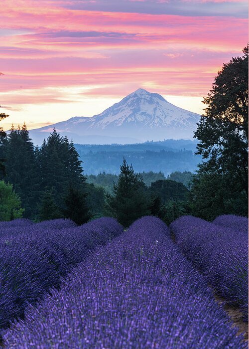 Plant;lavender;farm;mt Hood;oregon Lavender Farm Greeting Card featuring the digital art Oregon Lavender Farm by Michael Lee