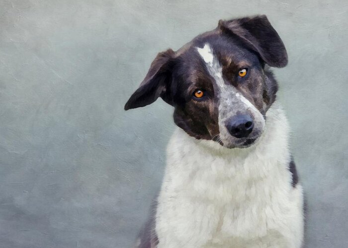 Dog Greeting Card featuring the photograph Oreo by Stephanie Calhoun