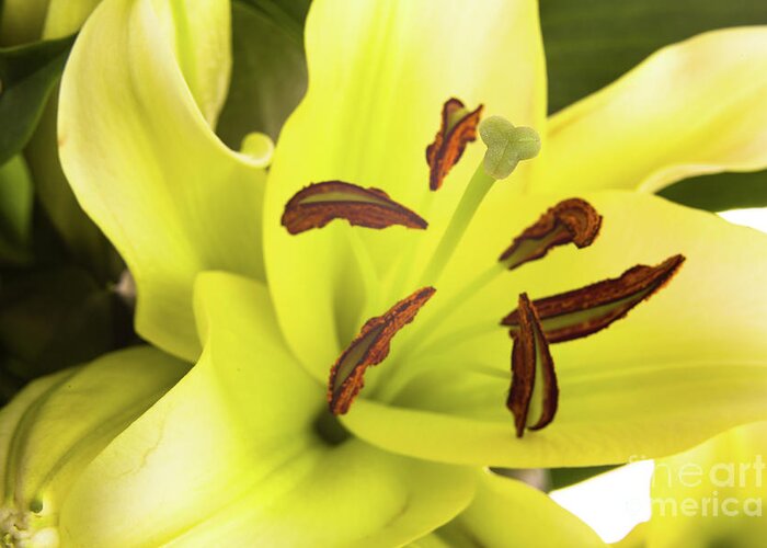Alive Greeting Card featuring the photograph Oriental Lily Flower by Raul Rodriguez