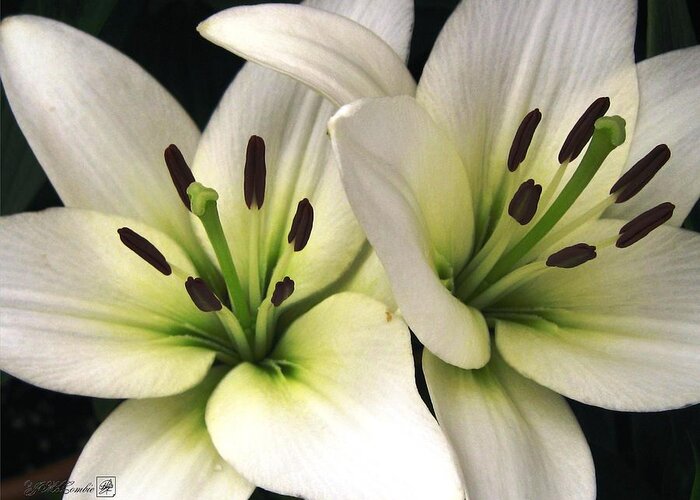 Oriental Lily Greeting Card featuring the photograph Oriental Lily named Endless Love by J McCombie
