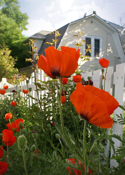 Poppies Greeting Card featuring the photograph Oriental Poppies by Heather Coen