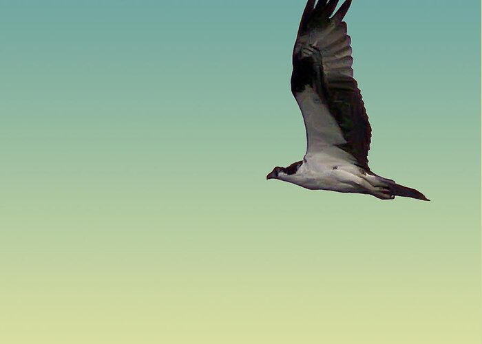 2d Greeting Card featuring the photograph Osprey by Brian Wallace