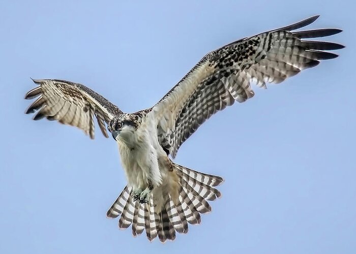 Osprey Greeting Card featuring the photograph Osprey by Carl Olsen