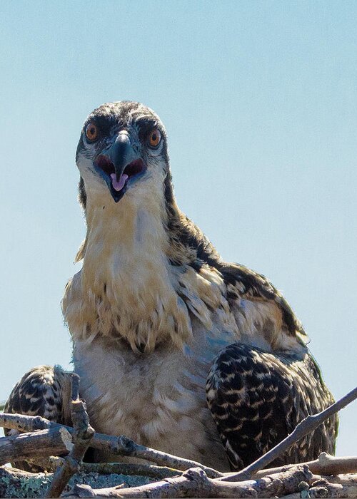 20160625 Greeting Card featuring the photograph Osprey Chick Smiles for the Camera Macro by Jeff at JSJ Photography