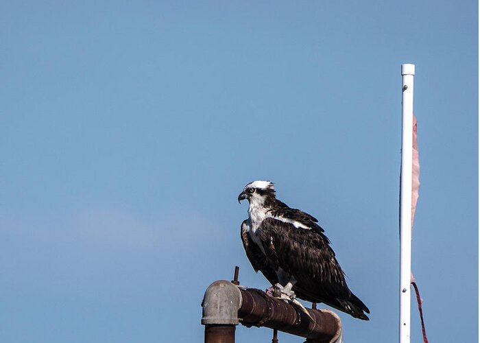 Birds Greeting Card featuring the photograph Osprey having lunch by Paul Ross
