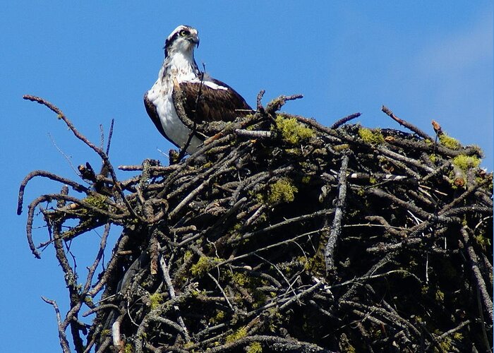 Birds Greeting Card featuring the photograph Osprey in Nest by Ben Upham III