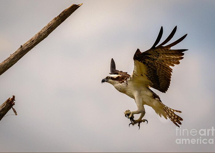 Osprey Greeting Card featuring the photograph Osprey Landing by Les Greenwood