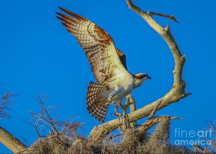 Osprey Greeting Card featuring the photograph Osprey Landing on Branch by Tom Claud