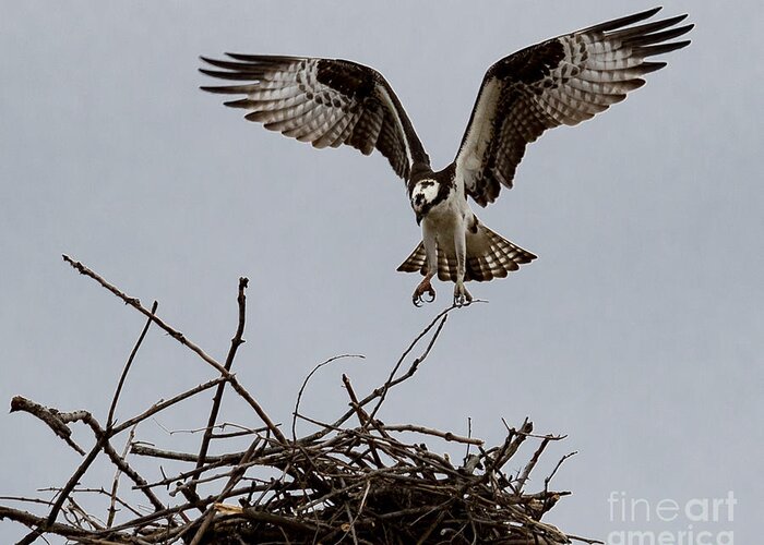 Art Greeting Card featuring the photograph Osprey Landing by Phil Spitze