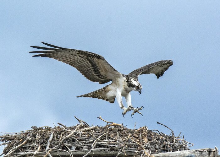 Osprey Greeting Card featuring the photograph Osprey Nest Landing by Stephen Johnson