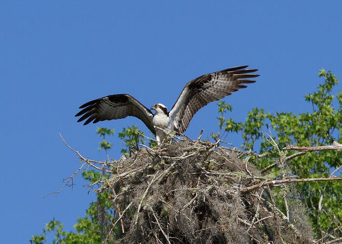 Osprey Greeting Card featuring the photograph Osprey on Nest Wings Held High by Paul Rebmann