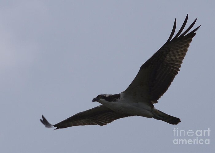 Osprey Greeting Card featuring the photograph Osprey On The Tygart by Randy Bodkins