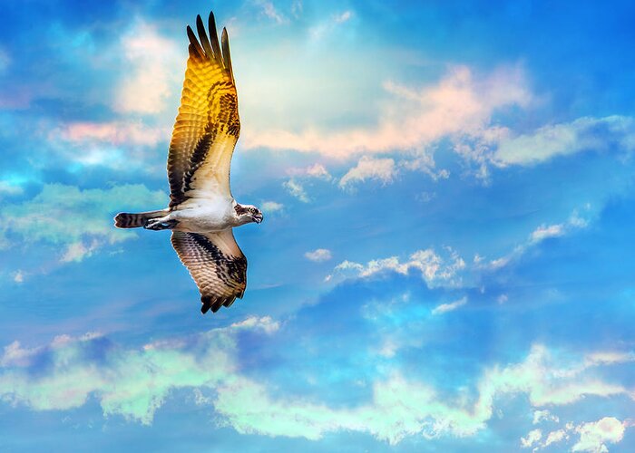 Osprey Greeting Card featuring the photograph Osprey soaring high against a beautiful sky by Patrick Wolf