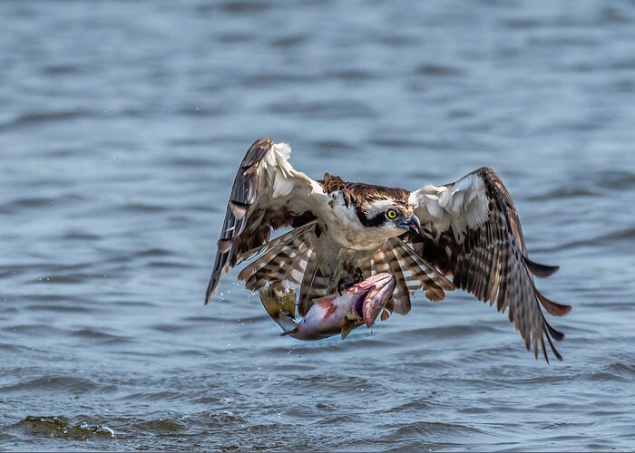 Animal Greeting Card featuring the photograph Osprey with Catch 9108 by Donald Brown