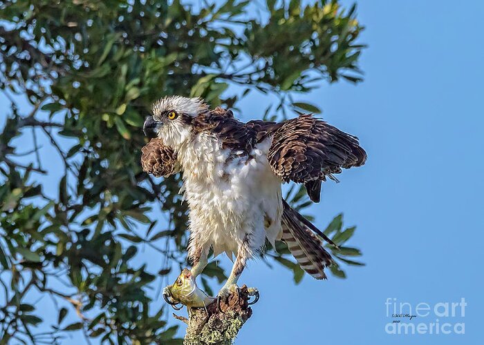 Osprey Greeting Card featuring the photograph Osprey With Meal by DB Hayes