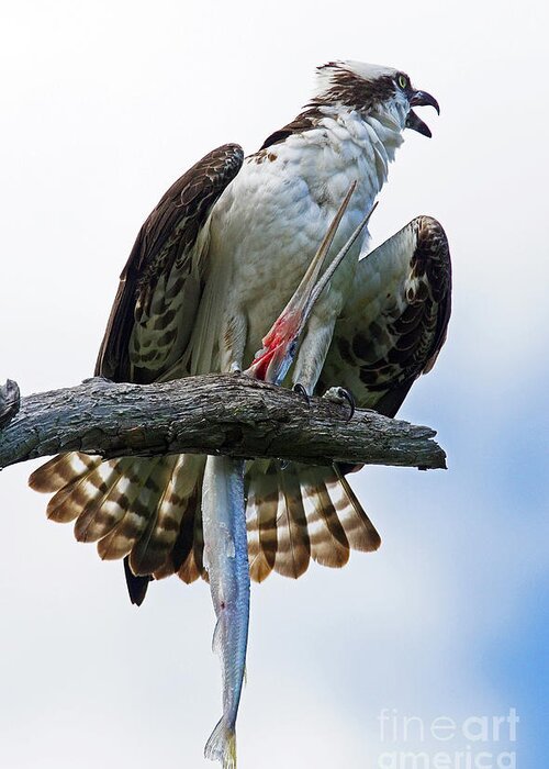 Osprey Greeting Card featuring the photograph Osprey with Needlefish by Larry Nieland