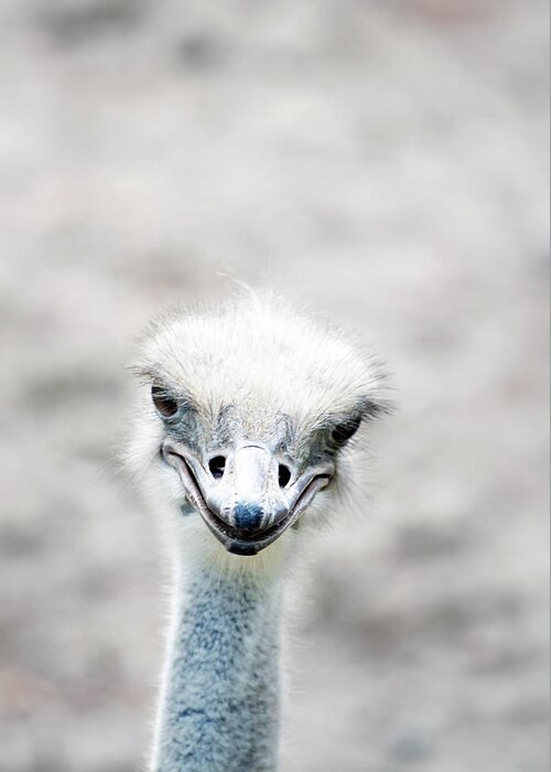 Ostrich Greeting Card featuring the photograph Ostrich by Lauren Mancke