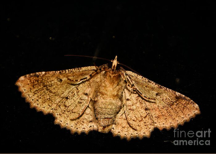 Adrian-deleon Greeting Card featuring the photograph Other Side of The Moth On the Window by Adrian De Leon Art and Photography
