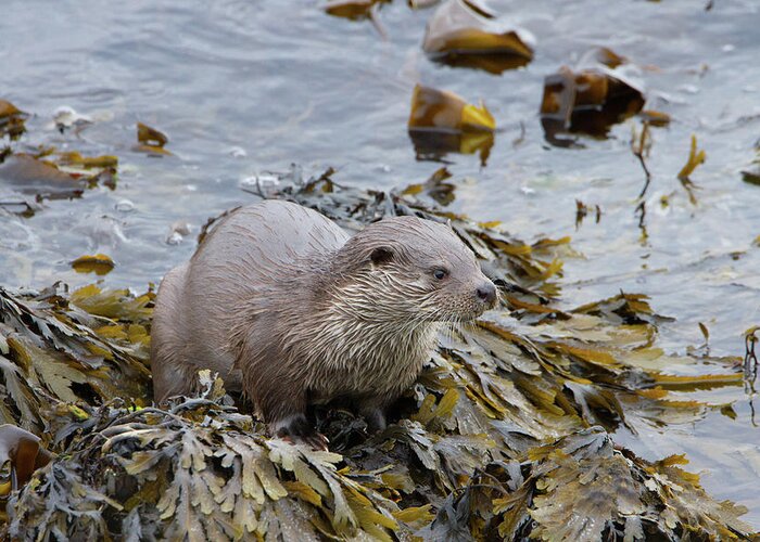 Otter Greeting Card featuring the photograph Otter On Seaweed by Pete Walkden