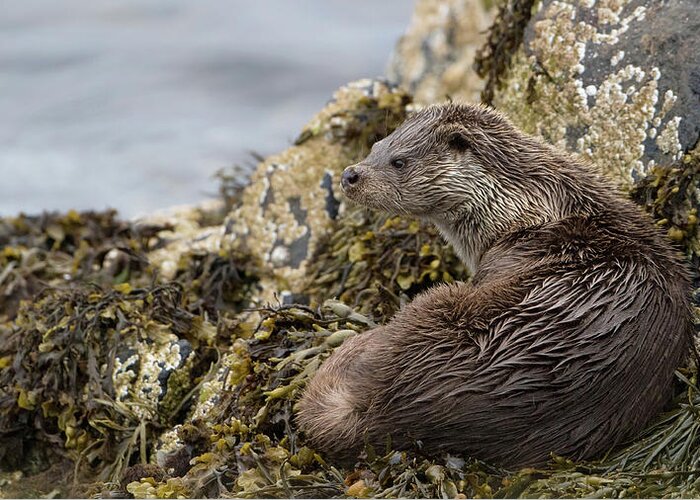 Otter Greeting Card featuring the photograph Otter Relaxing On Rocks by Pete Walkden